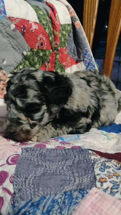 Merle Girl #2, a female Poodle - Standard  for sale in Couch, MO – 9 of 9