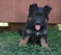 Long Coat Girl, a female German Shepherd Dog for sale in Couch, MO – 3 of 5