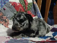 Merle Girl #2, a female Poodle - Standard  for sale in Couch, MO – 3 of 9