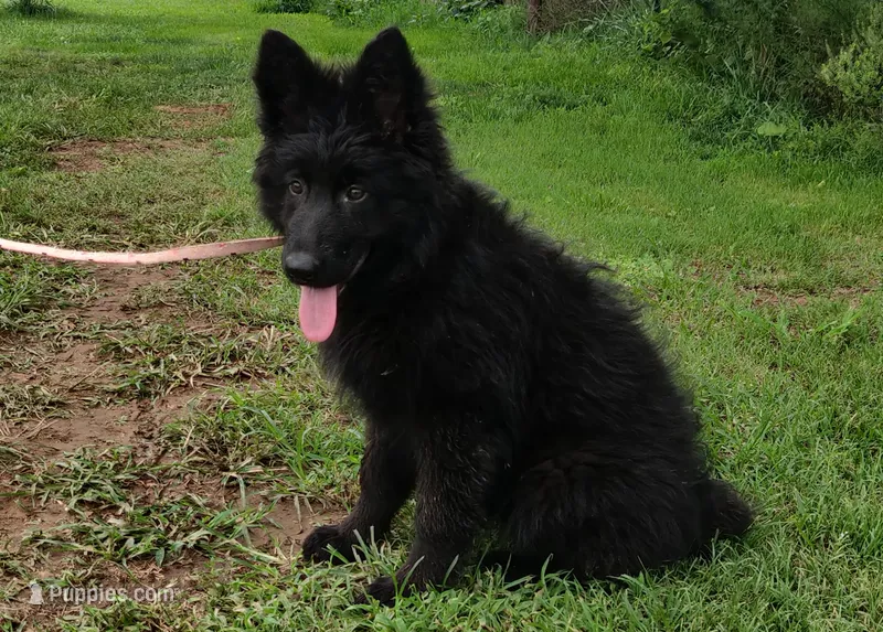 Solid Black Long Haired Girl  – German Shepherd Dog puppy for sale in Couch, MO