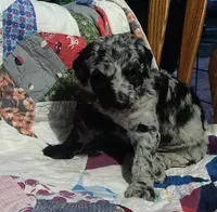 Merle Girl #1, a female Poodle - Standard  for sale in Couch, MO – 3 of 8