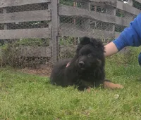 Black Collar Male, a male German Shepherd Dog for sale in Couch, MO – 5 of 6