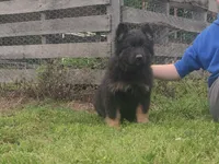 Black Collar Male, a male German Shepherd Dog for sale in Couch, MO – 6 of 6