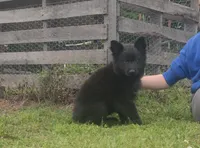Orange collar male, a male German Shepherd Dog for sale in Couch, MO – 3 of 5