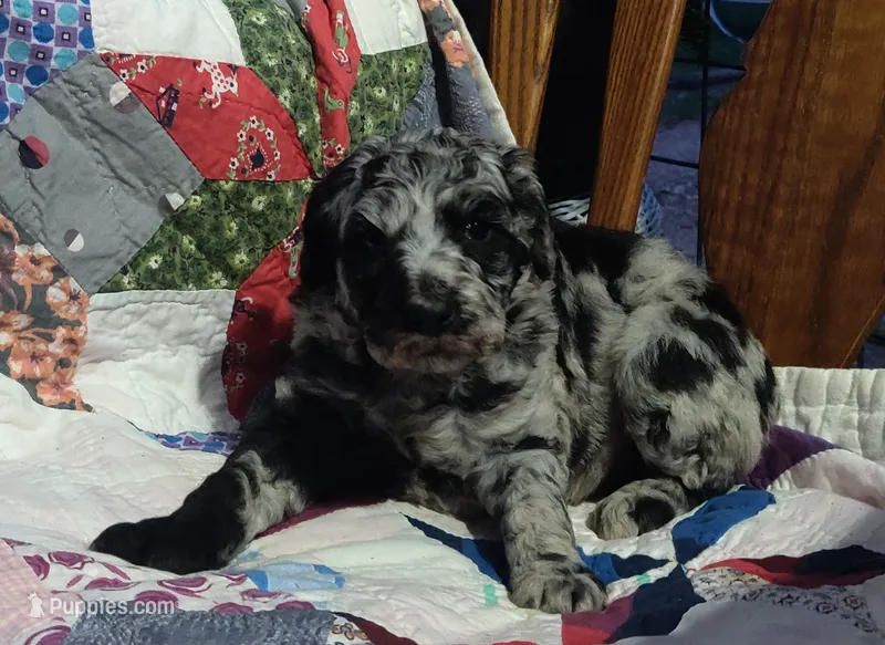 Merle Girl #1 – Poodle - Standard  puppy for sale in Couch, MO