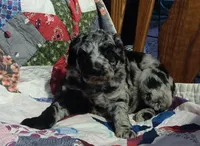 Merle Girl #1, a female Poodle - Standard  for sale in Couch, MO – 1 of 8