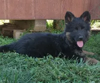 Long Coat Girl , a female German Shepherd Dog for sale in Couch, MO – 4 of 5