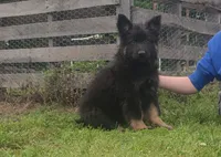 Green Collar Boy, a male German Shepherd Dog for sale in Couch, MO – 4 of 6