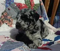 Merle Girl #1, a female Poodle - Standard  for sale in Couch, MO – 4 of 8