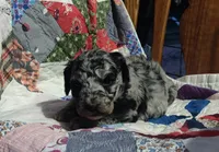 Merle Girl #2, a female Poodle - Standard  for sale in Couch, MO – 2 of 9