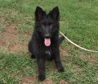 Solid Black Long Haired Girl , a female German Shepherd Dog for sale in Couch, MO – 7 of 7
