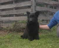 Pink Collar Female , a female German Shepherd Dog for sale in Couch, MO – 5 of 5