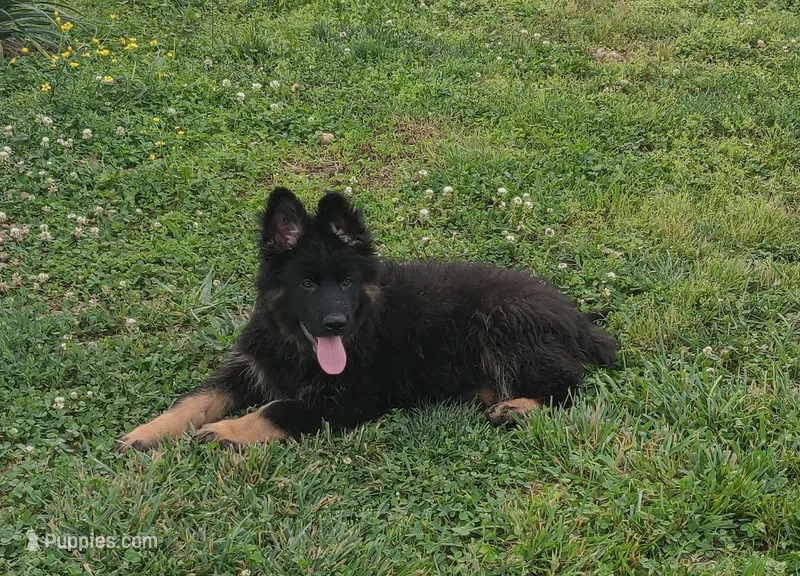Black Collar Male – German Shepherd Dog puppy for sale in Couch, MO