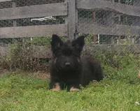 Green Collar Boy, a male German Shepherd Dog for sale in Couch, MO – 3 of 6