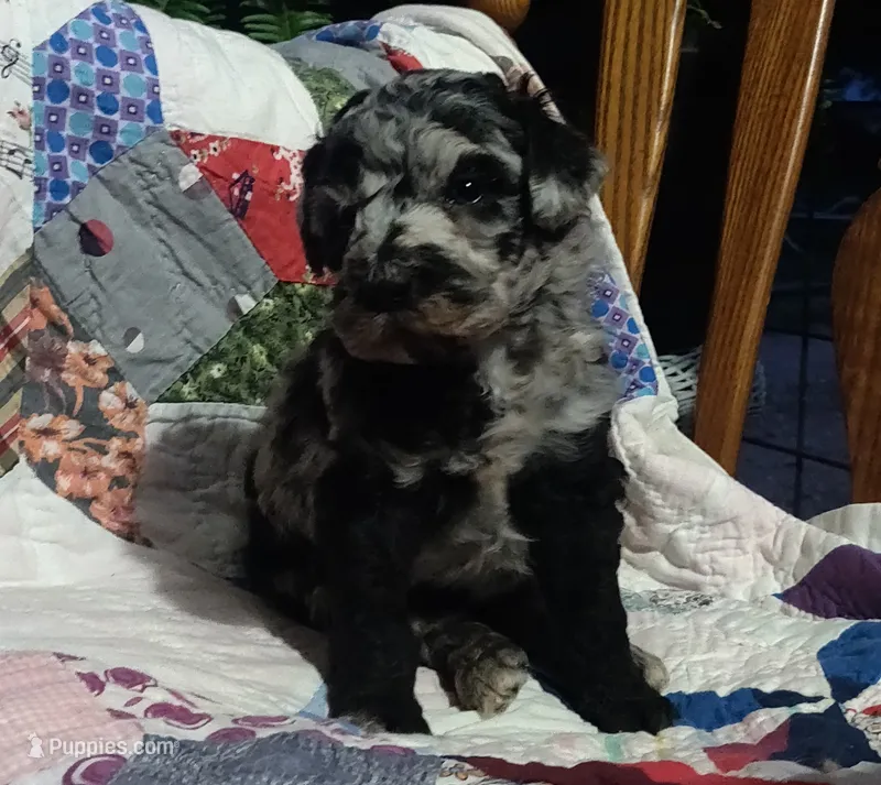 Blue Merle little girl – Poodle - Standard  puppy for sale in Couch, MO