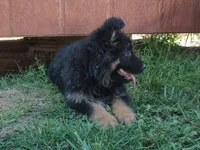 Long Coat Girl, a female German Shepherd Dog for sale in Couch, MO – 4 of 5