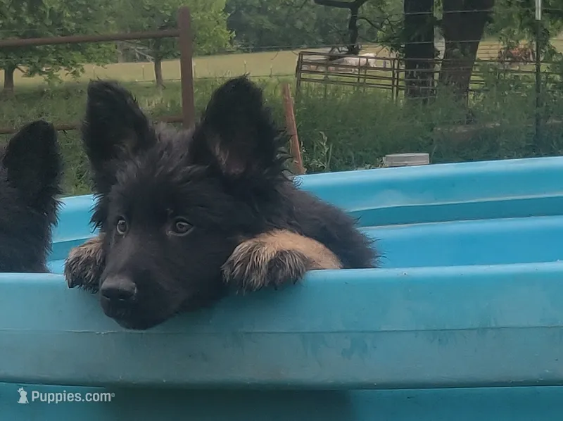 Green Collar Boy – German Shepherd Dog puppy for sale in Couch, MO