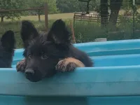 Green Collar Boy, a male German Shepherd Dog for sale in Couch, MO – 1 of 6