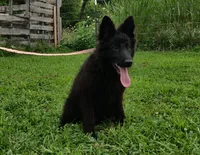 Pink Collar Female , a female German Shepherd Dog for sale in Couch, MO – 6 of 7