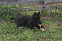 Green Collar Boy, a male German Shepherd Dog for sale in Couch, MO – 3 of 7
