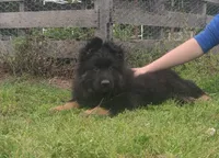 Black Collar Male, a male German Shepherd Dog for sale in Couch, MO – 2 of 6