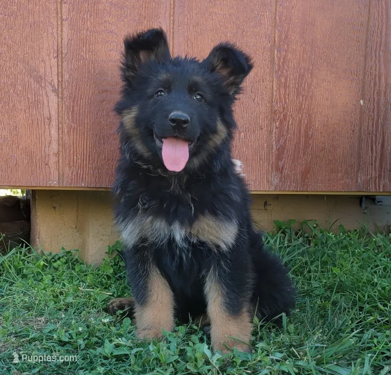 Long Coat Girl – German Shepherd Dog puppy for sale in Couch, MO