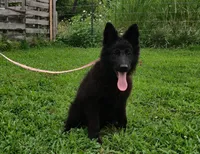 Pink Collar Female , a female German Shepherd Dog for sale in Couch, MO – 5 of 7