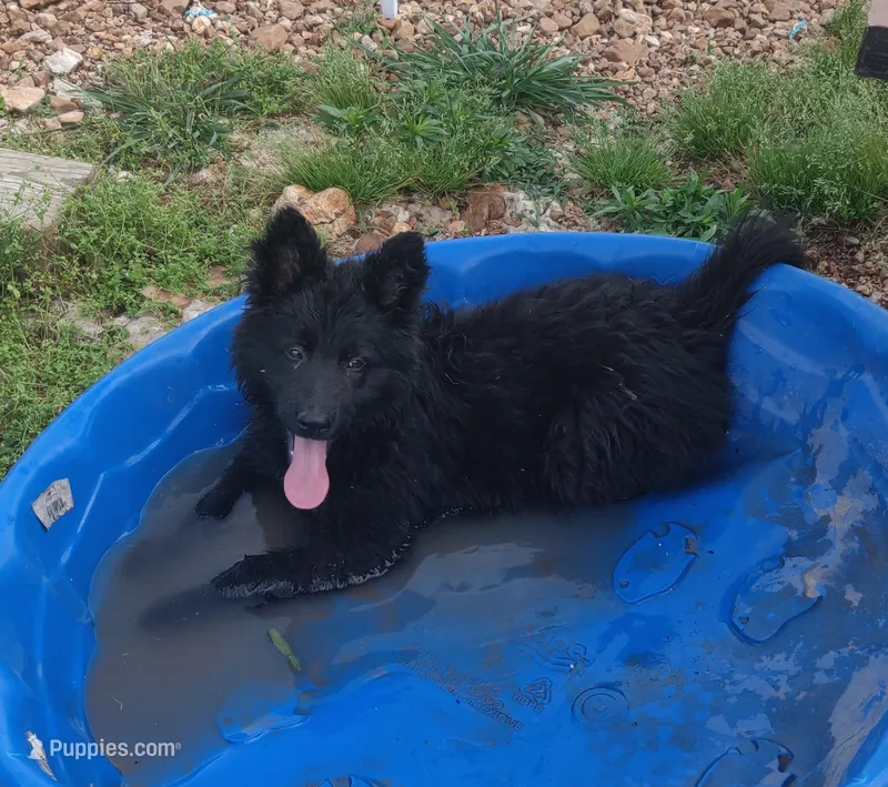 Pink Collar Female  – German Shepherd Dog puppy for sale in Couch, MO