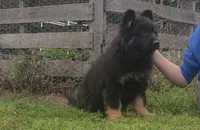 Black Collar Male, a male German Shepherd Dog for sale in Couch, MO – 4 of 6