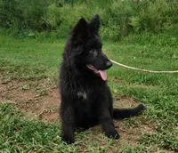 Solid Black Long Haired Girl , a female German Shepherd Dog for sale in Couch, MO – 5 of 7