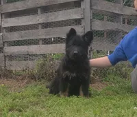 Brown collar female , a female German Shepherd Dog for sale in Couch, MO – 4 of 6