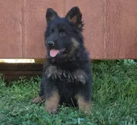 Long Coat Girl , a female German Shepherd Dog for sale in Couch, MO – 3 of 5