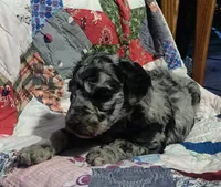 Merle Girl #2, a female Poodle - Standard  for sale in Couch, MO – 4 of 9