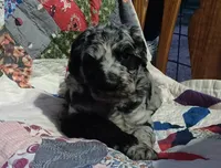 Merle Girl #1, a female Poodle - Standard  for sale in Couch, MO – 2 of 8