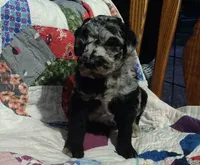 Blue Merle little girl, a female Poodle - Standard  for sale in Couch, MO – 8 of 9