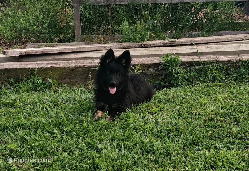 Brown collar female  – German Shepherd Dog puppy for sale in Couch, MO