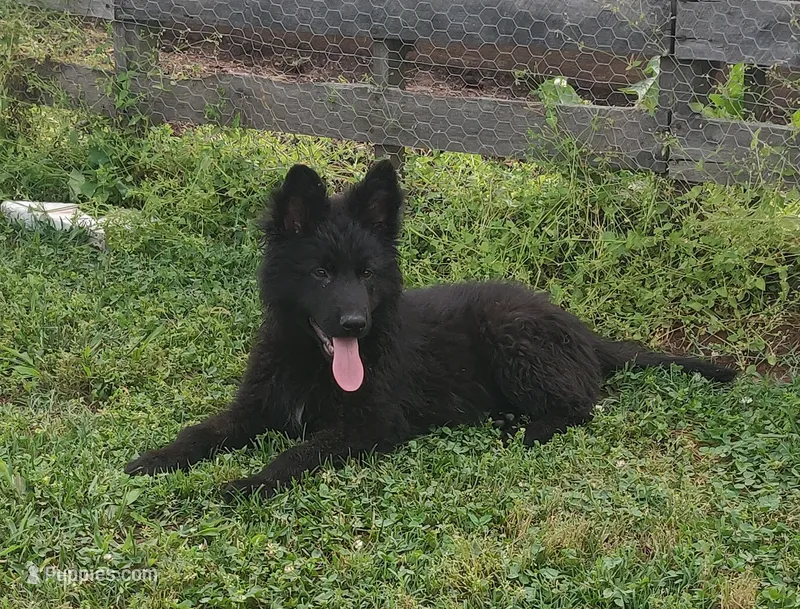 Orange collar male – German Shepherd Dog puppy for sale in Couch, MO