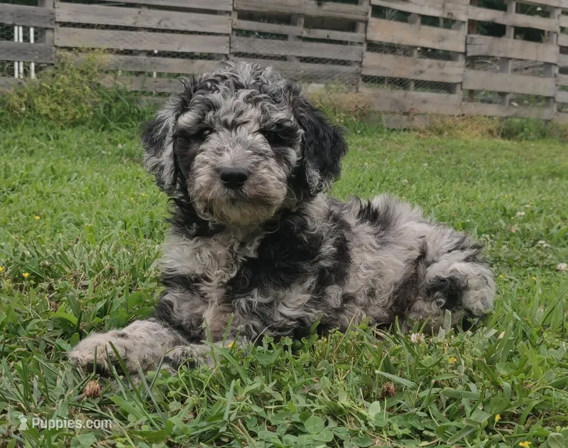 Merle Girl #2 – Poodle - Standard  puppy for sale in Couch, MO