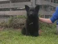 Orange collar male, a male German Shepherd Dog for sale in Couch, MO – 1 of 5