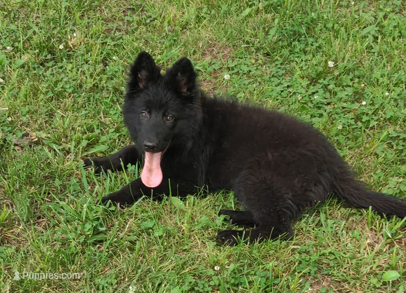 Pink Collar Female  – German Shepherd Dog puppy for sale in Couch, MO