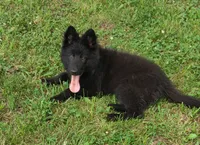 Pink Collar Female , a female German Shepherd Dog for sale in Couch, MO – 2 of 7