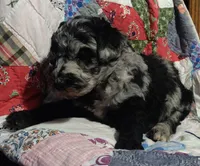 Blue Merle little girl, a female Poodle - Standard  for sale in Couch, MO – 7 of 9