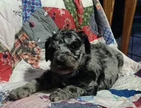 Merle Girl #2, a female Poodle - Standard  for sale in Couch, MO – 7 of 9
