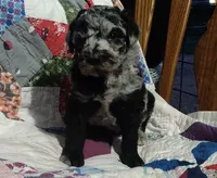 Blue Merle little girl, a female Poodle - Standard  for sale in Couch, MO – 3 of 9