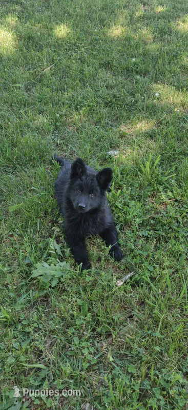 Pink Collar Female  – German Shepherd Dog puppy for sale in Couch, MO