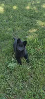 Pink Collar Female , a female German Shepherd Dog for sale in Couch, MO – 1 of 5