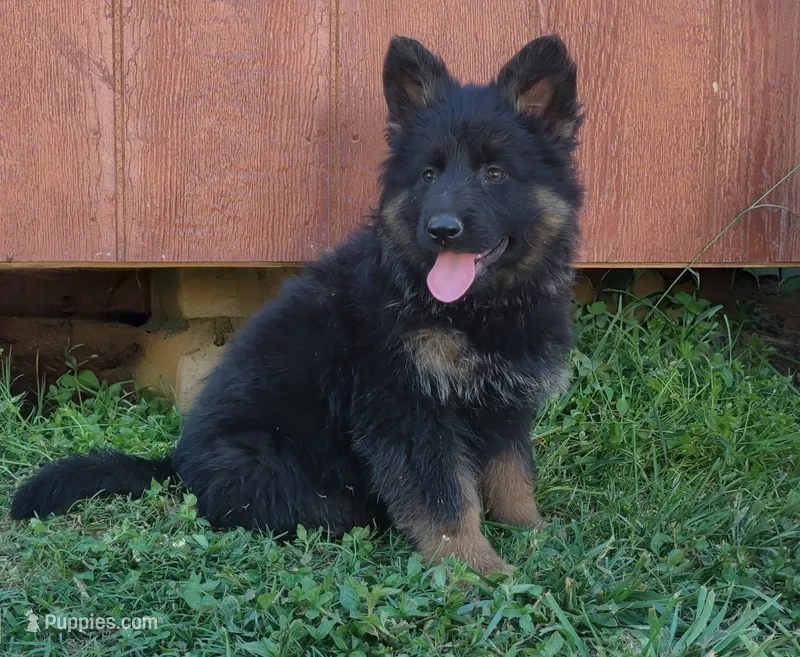 Long Coat Girl  – German Shepherd Dog puppy for sale in Couch, MO