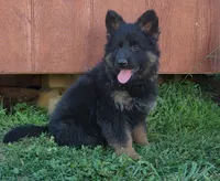 Long Coat Girl , a female German Shepherd Dog for sale in Couch, MO – 1 of 5