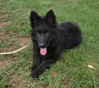 Solid Black Long Haired Girl , a female German Shepherd Dog for sale in Couch, MO – 6 of 7
