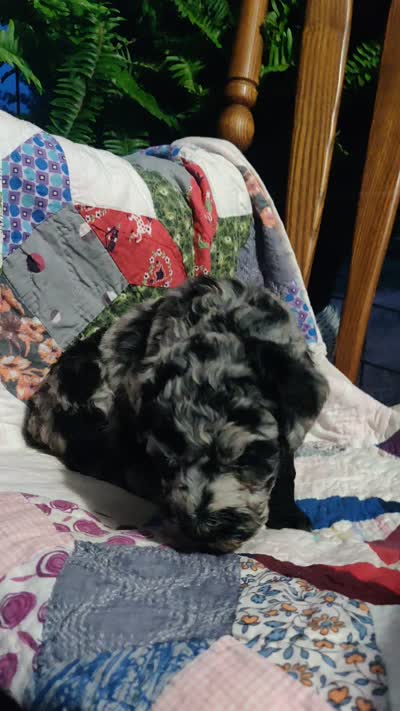 Blue Merle little girl, a female Poodle - Standard  for sale in Couch, MO – 9 of 9